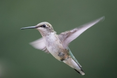 1-hummingbird-lady
