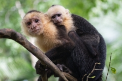 capuchin-monkeys