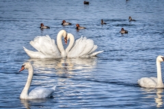 swan-lovers