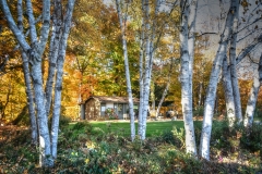 OCt24-birch-halfway-2764-DN