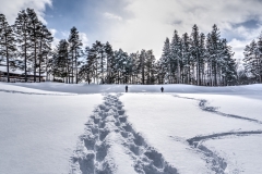 Snowshoe Tracks