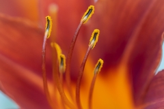 Lily Up Close